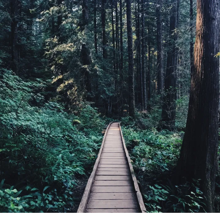 Tree Bridge in the Forest